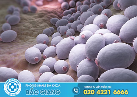 Nấm vùng kín và những điều cần biết