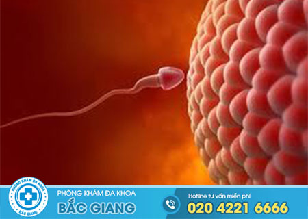 Cần bao nhiêu tinh trùng để thụ thai